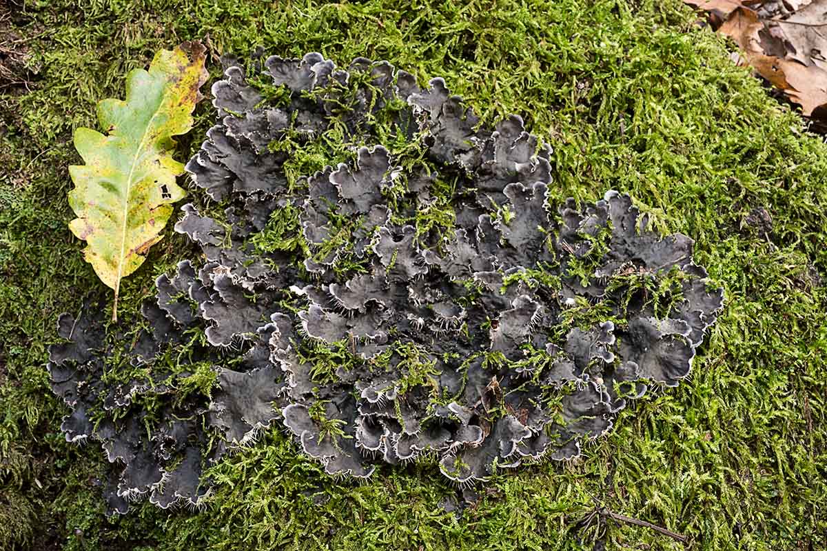 Peltigera sp.